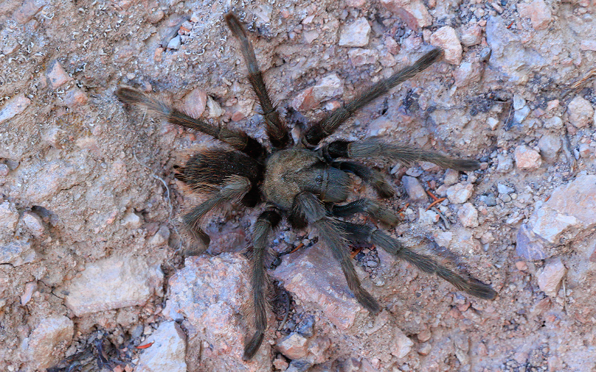 Tarantula